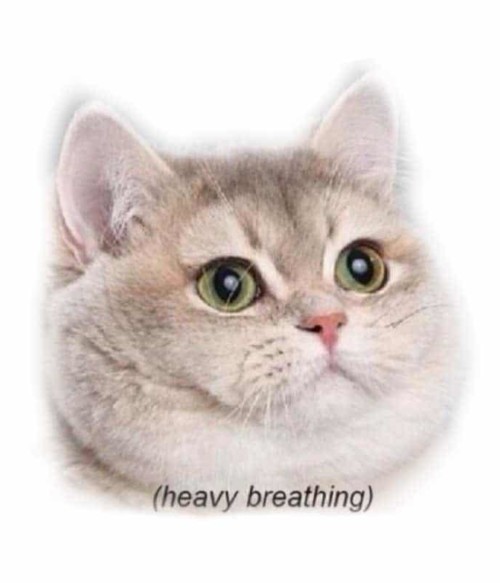 Heavy Breathing Cat Póló - Ha Meme rajongó ezeket a pólókat tuti imádni fogod!