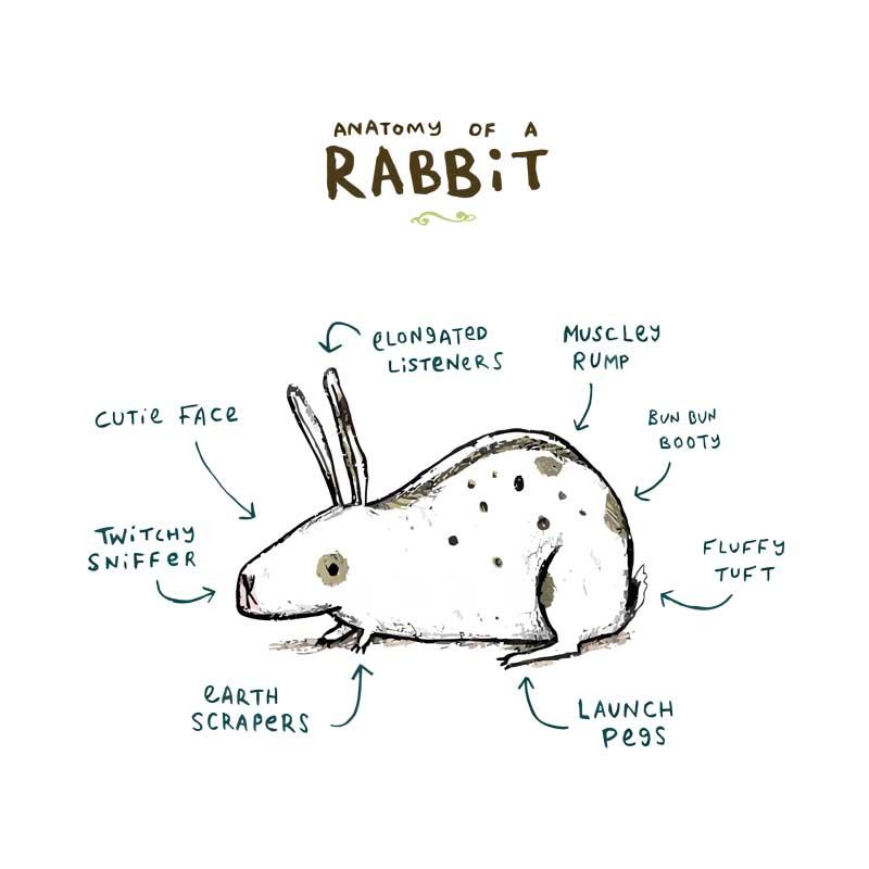 Anatomy of a rabbit